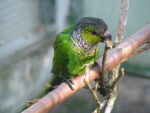 Black Capped Conure