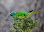 Blue Crown Conure