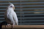 Cockatiel | Albino
