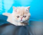 Nearby Exotic Shorthair Cats & Kittens - Image 4