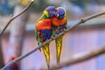 Rainbow Lorikeet