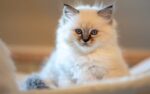 Ragdoll Cats & Kittens