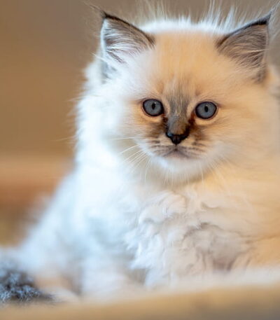 Ragdoll Cats & Kittens
