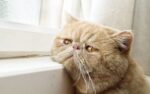 Exotic Shorthair Cats & Kittens