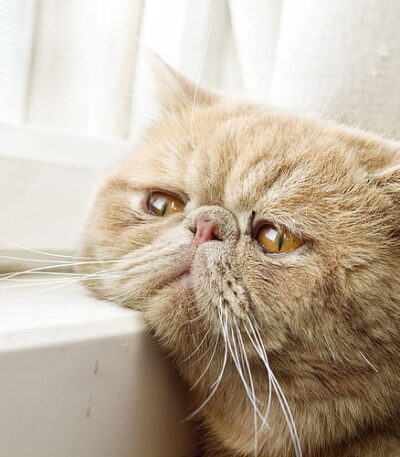 Exotic Shorthair Cats & Kittens