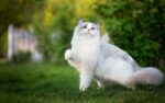 Nearby Ragdoll Cats & Kittens - Image 5