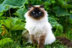 Nearby Himalayan Cats & Kittens - Image 4