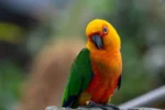 Jenday Conure
