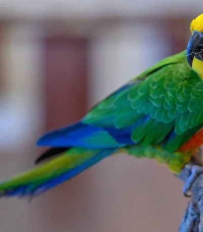 Jenday Conure