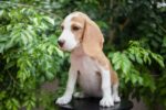 Nearby Beagle | Lemon & White | Puppy