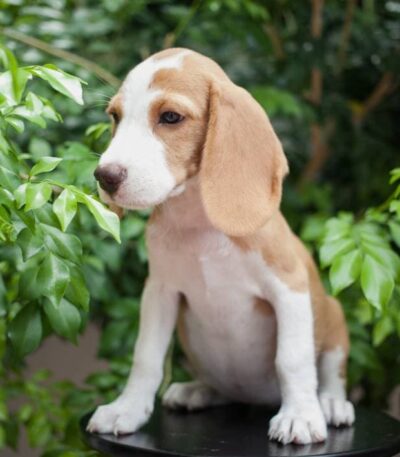 Nearby Beagle | Lemon & White | Puppy