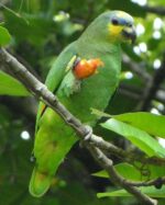 Orange Wing Amazon Parrots