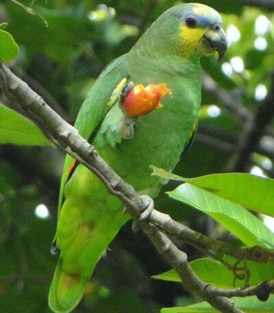 Orange Wing Amazon Parrots