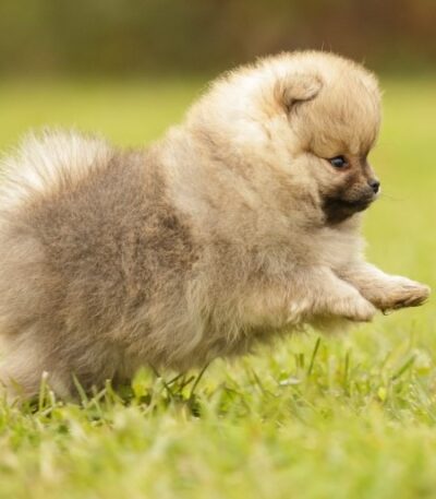 Nearby Cuture Toy Pom Puppy | Cream Color