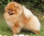 Nearby Cuture Toy Pom Puppy | Cream Color