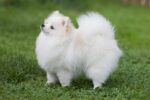 Nearby Culture Toy Pom Puppy | White Color