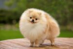Nearby Cuture Toy Pom Puppy | Cream Color