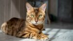 Nearby Bengal Cats & Kittens - Image 2