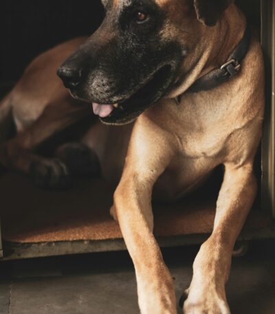 Nearby Fawn Great Dane puppy