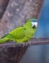Hahn's Macaw