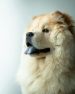 Nearby Chow Chow Puppy | Cream Color