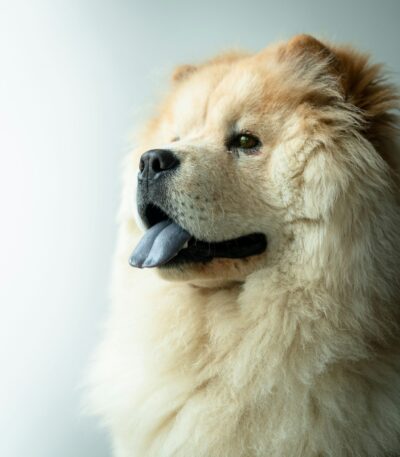 Nearby Chow Chow Puppy | Cream Color