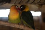 African Love Birds | Green