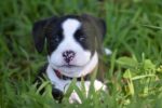 Nearby Standard American Bully Puppy
