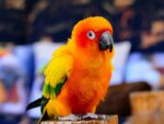 Nearby Sun Conure