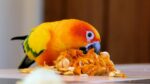 Sun Conure