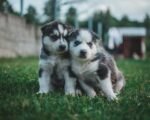 Nearby Siberian Husky | Black & White Color With Blue Eye