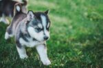 Nearby Siberian Husky | Black & White Color With Blue Eye