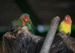African Love Birds | Green