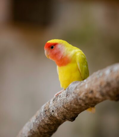 African Love Birds | Peach