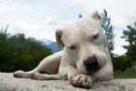Nearby Doggo Argentino Puppy
