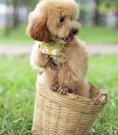 Nearby Apricot Standard Poodle