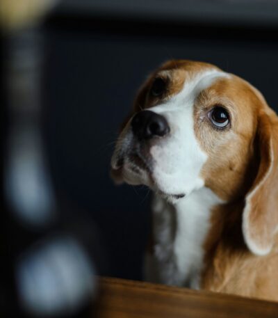 Nearby Tricolor Beagle Puppy
