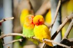 Peach African Love Bird
