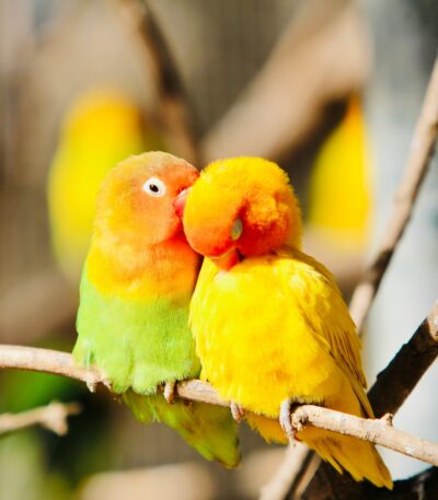 Peach African Love Bird