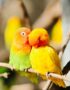 Peach African Love Bird