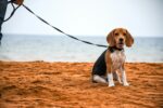 Nearby Beagle | Tricolor Puppy