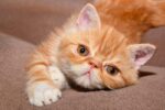 Nearby Exotic Shorthair Cats & Kittens - Image 5