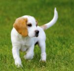 Nearby Lemon & White Beagle puppy
