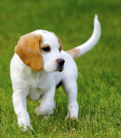 Nearby Lemon & White Beagle puppy
