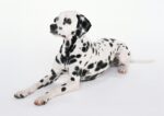 Nearby Dalmatian Puppy | Black & White Color