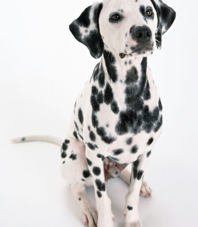 Nearby Dalmatian Puppy | Black & White Color