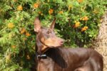 Nearby Doberman Pinscher Puppy | Brown & Rust Color