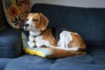 Nearby Beagle | Tricolor Puppy