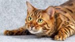 Nearby Bengal Cats & Kittens - Image 5