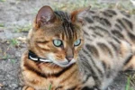 Bengal Cats & Kittens